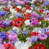 お花畑