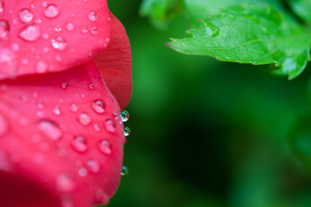 雨上がり