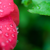 雨上がり