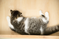 猫