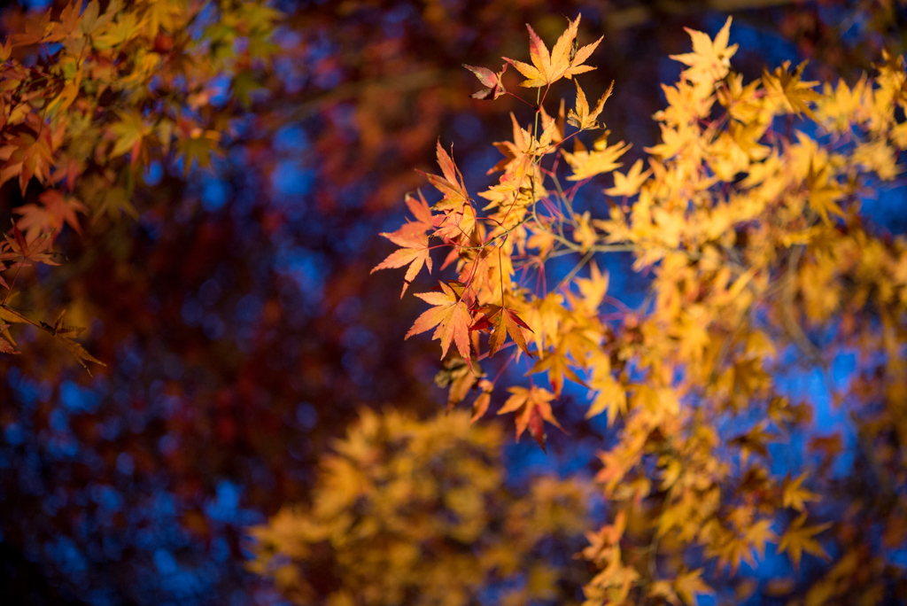 紅葉