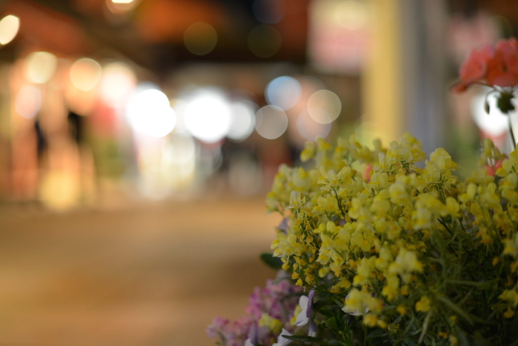夜の花