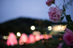 夜の薔薇園