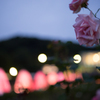 夜の薔薇園