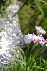 菖蒲