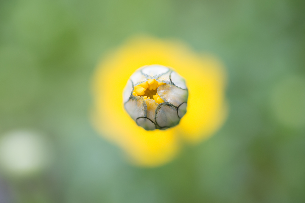 蕾