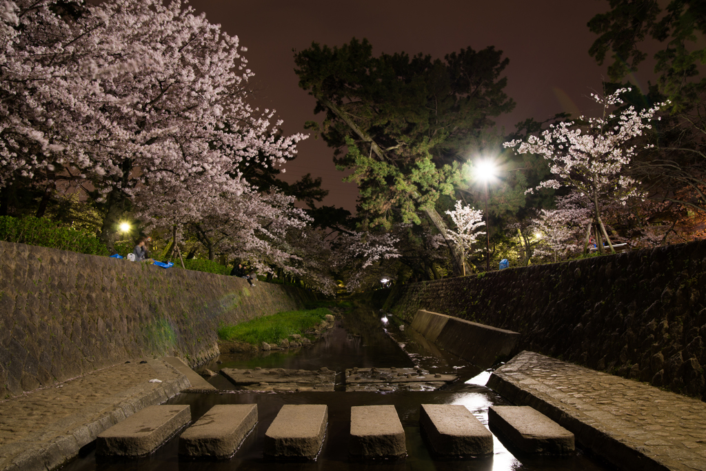 夜桜