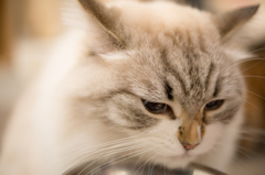 猫カフェ