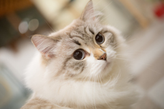猫カフェ