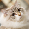 猫カフェ