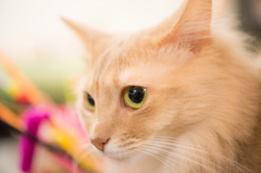 猫カフェ