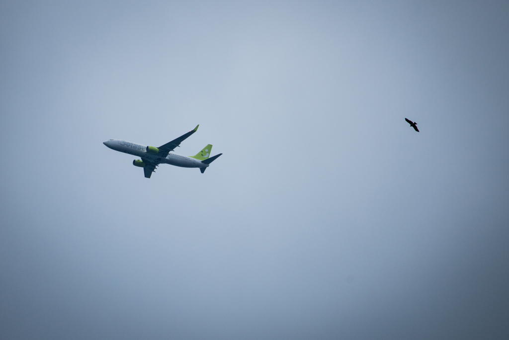 飛行機と鳥