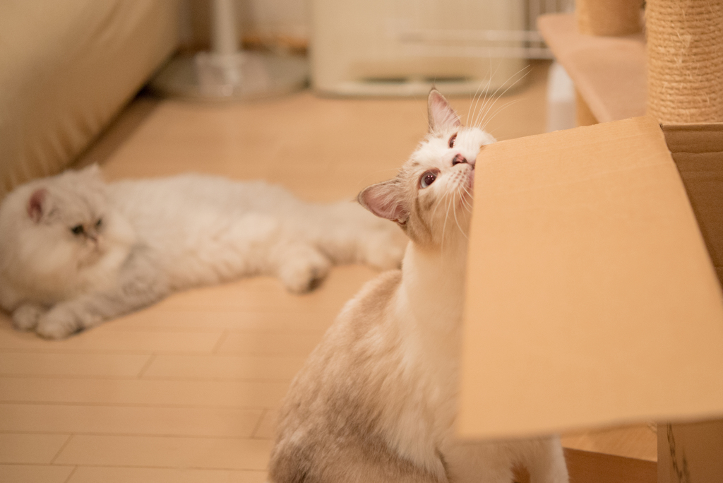 猫カフェ