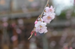 京都の桜