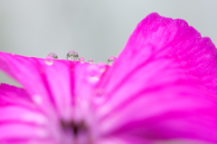 雨上がり