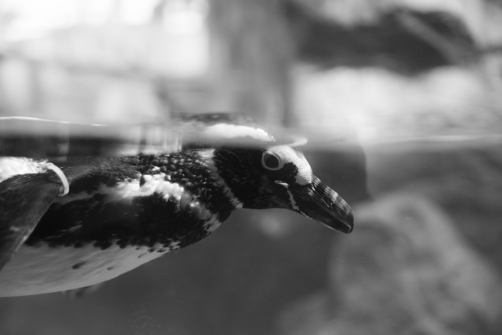 ペンギン
