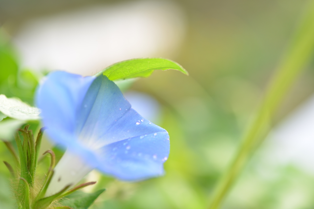 雨上がり