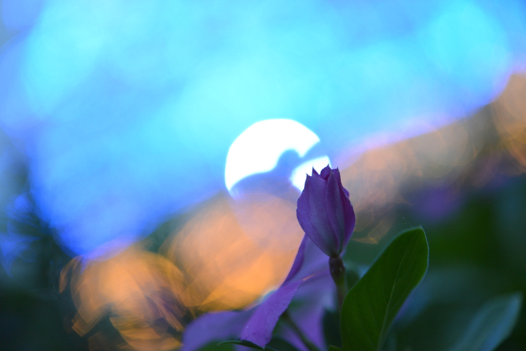イルミネーションの中に咲く花