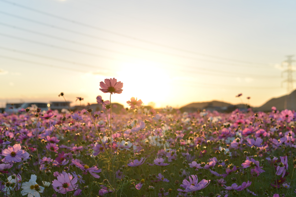夕日に照らされて