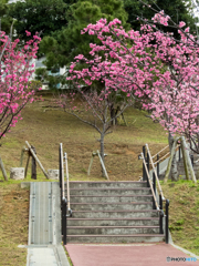 緋寒桜