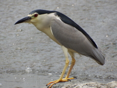 ×50(1200mm)