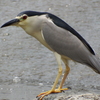 ×50(1200mm)