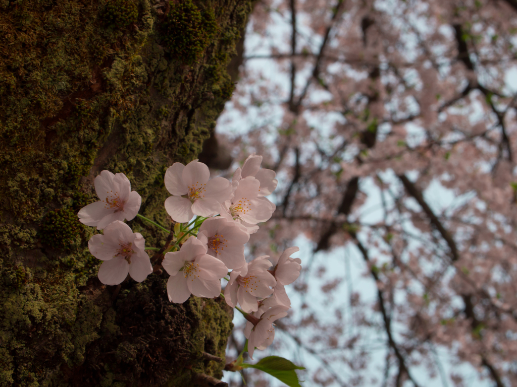 桜