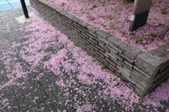 散る