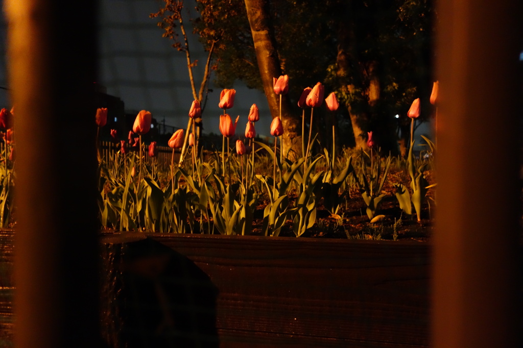 Night Flowers