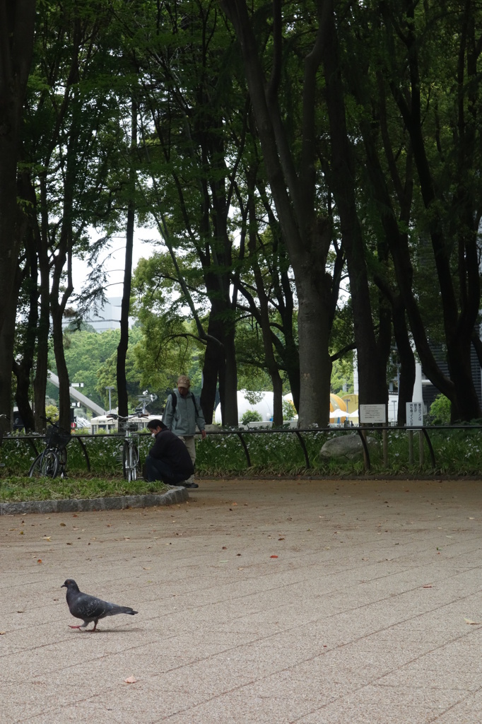 野鳥の居る公園