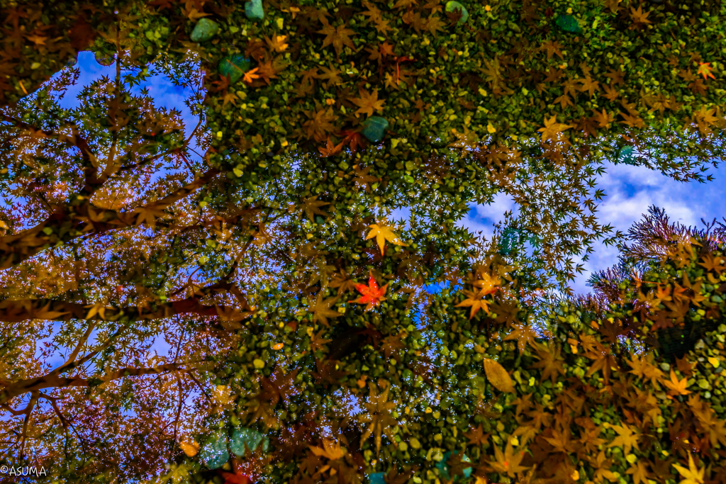 Autumn in the water.