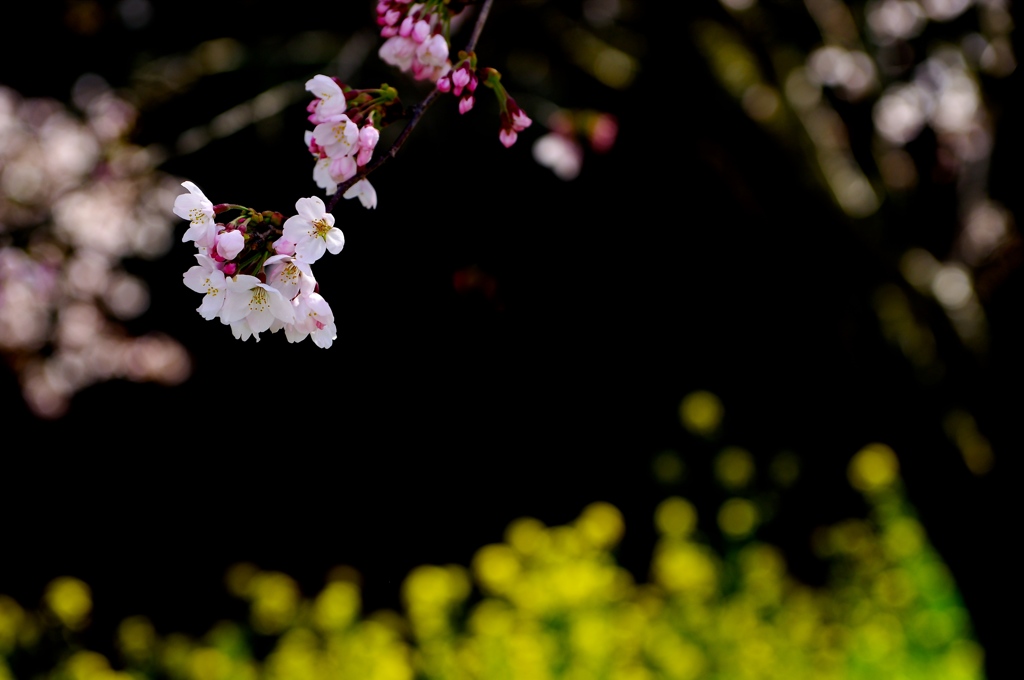 Flowers blooming in darkness.