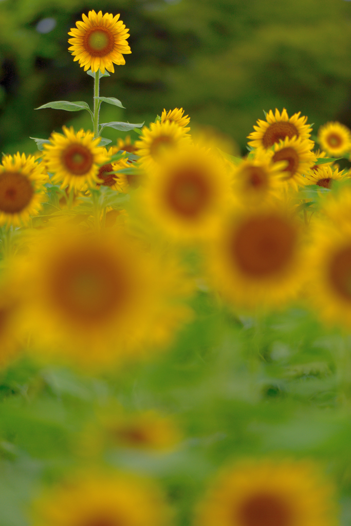 Late summer.