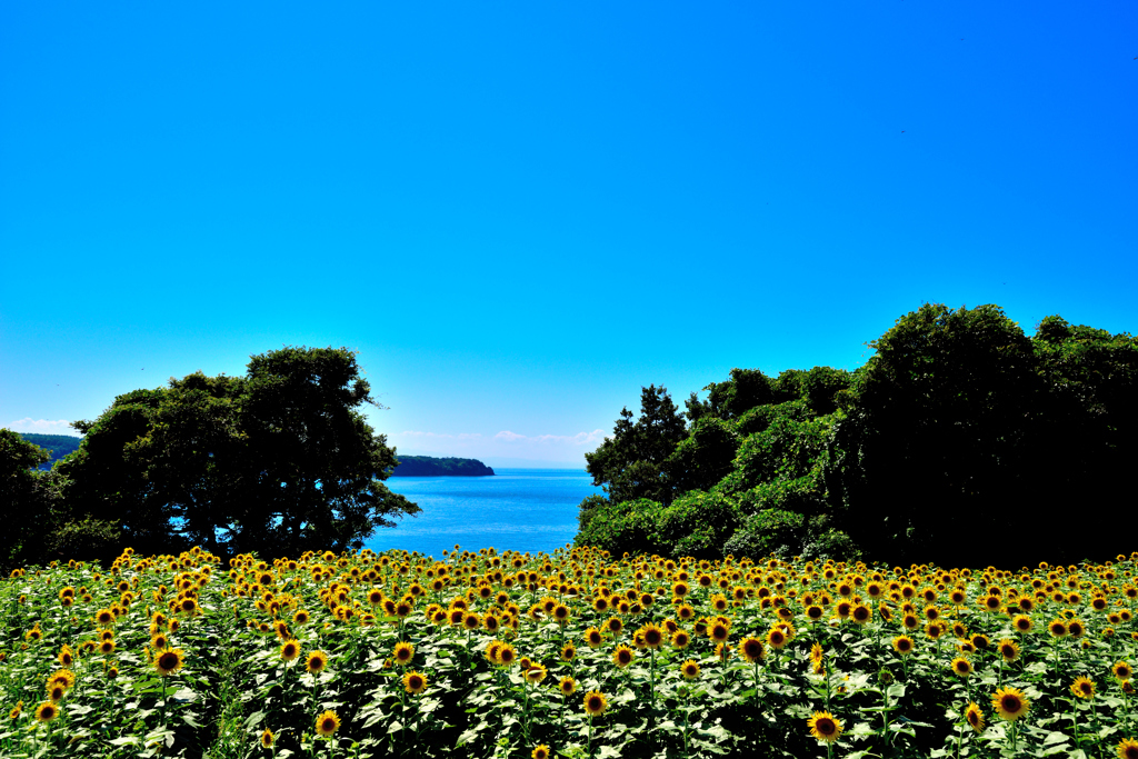 Under the blue sky.
