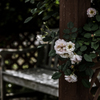 Roses.