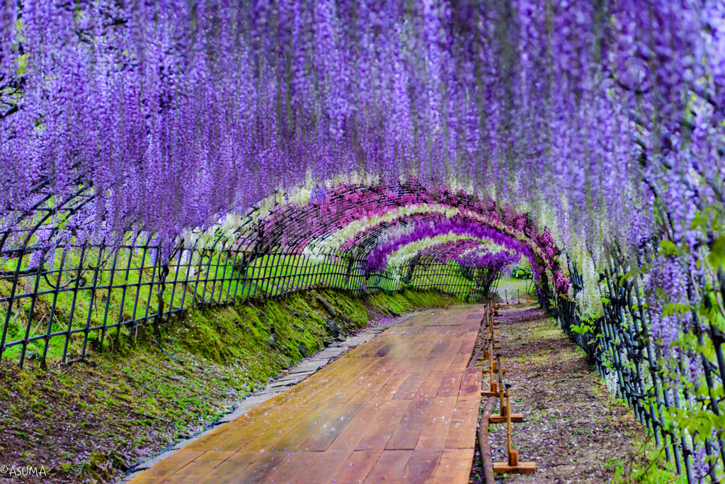 Wisteria arch.