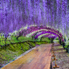 Wisteria arch.