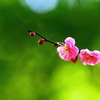 small spring.