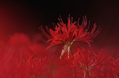 red veil.
