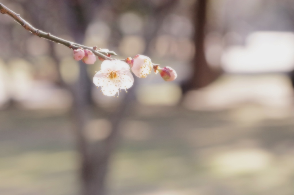 spring sunshine.