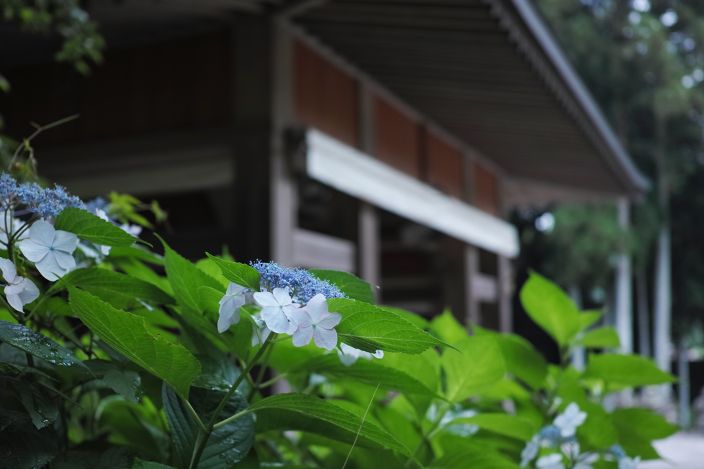 hydrangea.