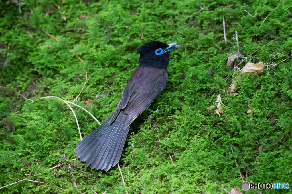 苔のりサンコウチョウ