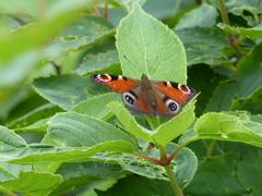 P1130967