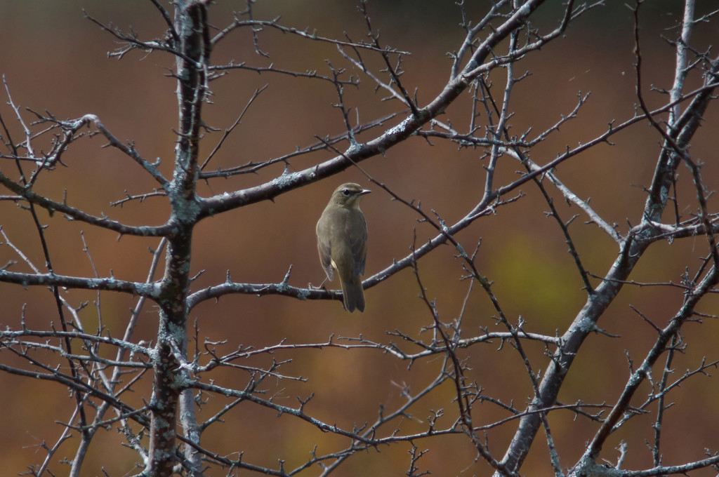 ノゴマ♀