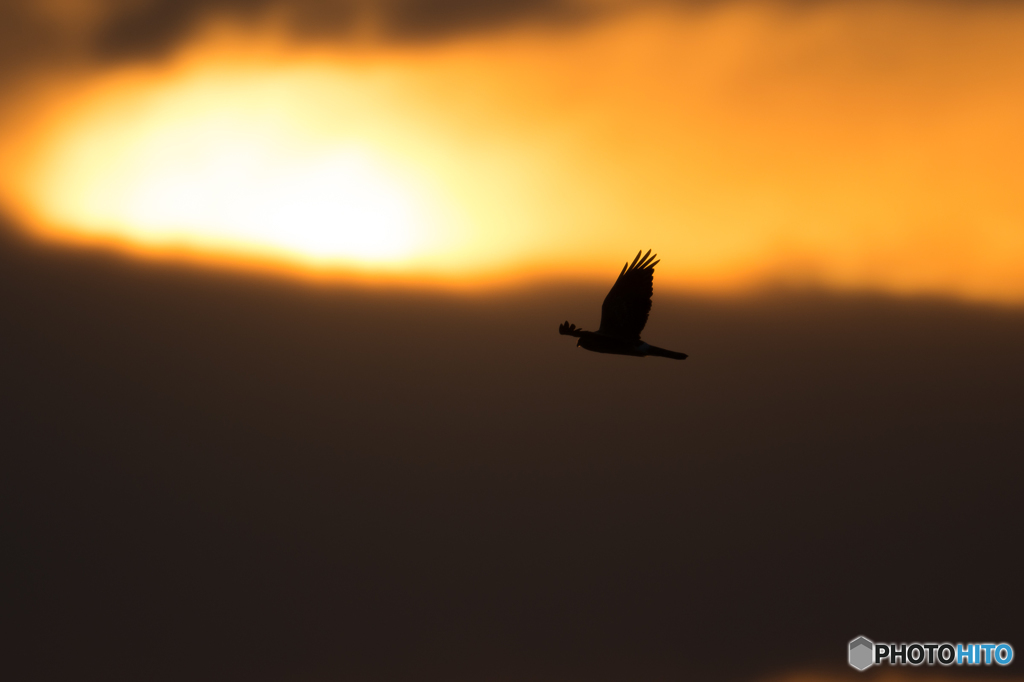 夕暮れに舞う