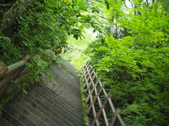 新緑の階段