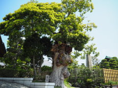 椨の木