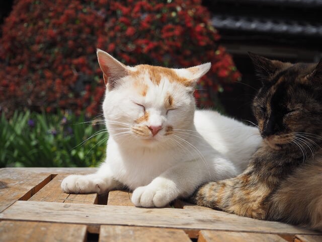 お昼寝