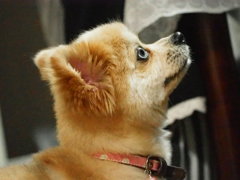チワラニアン
