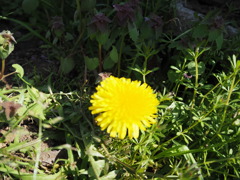 Dandelion